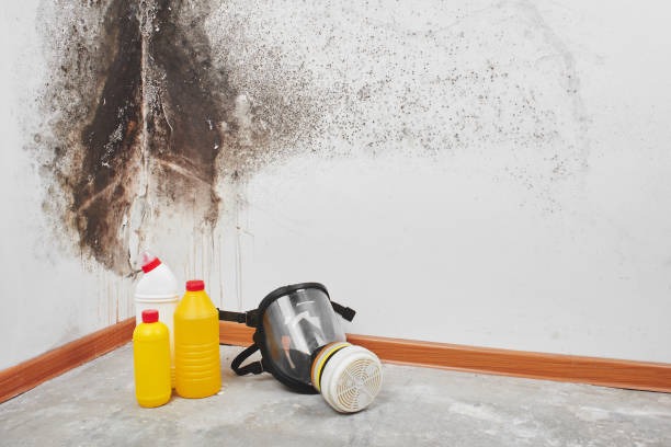 Best Affordable Mold Removal  in West Sharyland, TX