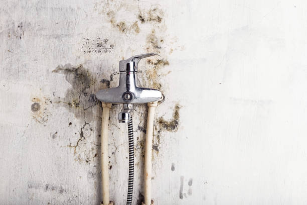 Best Fast Mold Removal  in West Sharyland, TX