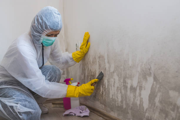 Best Crawl Space Mold Removal  in West Sharyland, TX