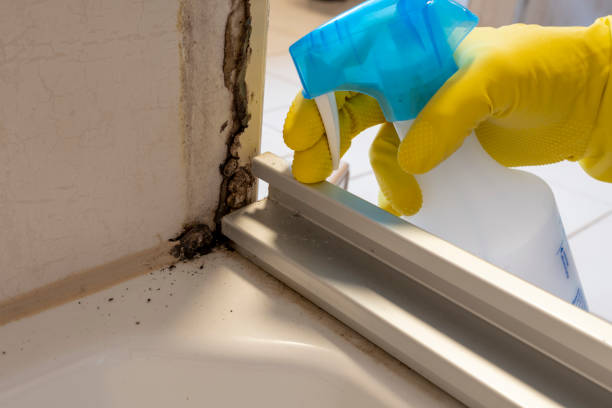 Mold Removal Process in West Sharyland, TX