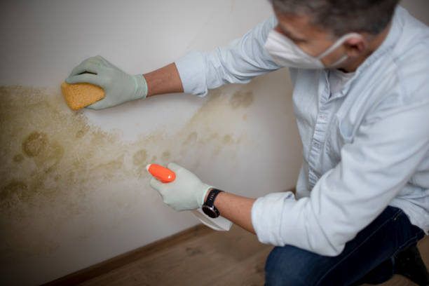 Reliable West Sharyland, TX Mold Removal Solutions