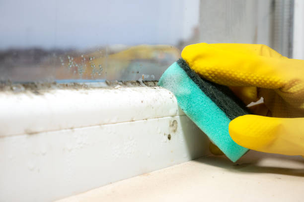 Best Emergency Mold Removal  in West Sharyland, TX