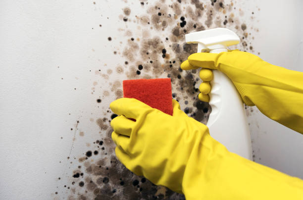 Best Certified Mold Removal  in West Sharyland, TX