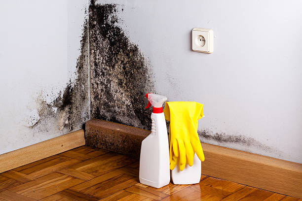 Best Attic Mold Removal  in West Sharyland, TX
