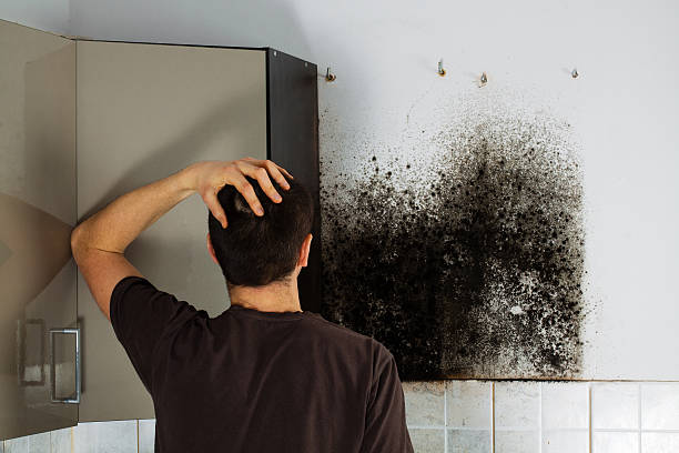 Best Affordable Mold Removal  in West Sharyland, TX