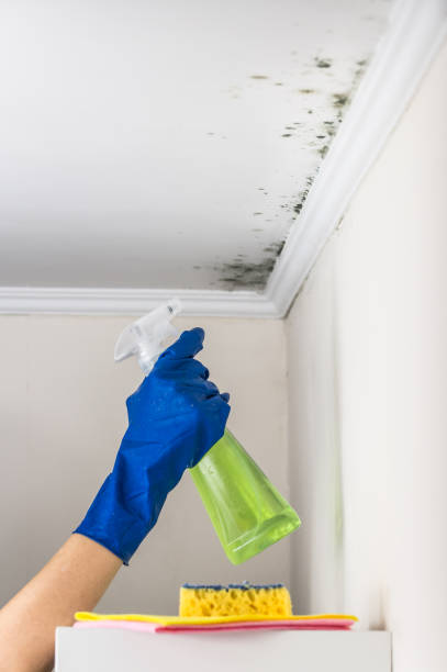 Best Attic Mold Removal  in West Sharyland, TX
